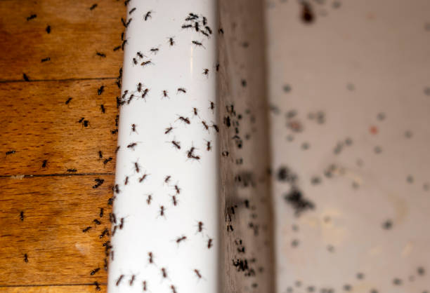 Best Pest Control Near Me in Timberwood Park, TX