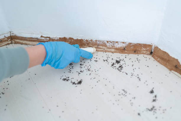 Best Flea Control Services  in Timberwood Park, TX